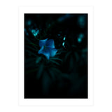 Shining Blue Floral (Print Only) thumbnail