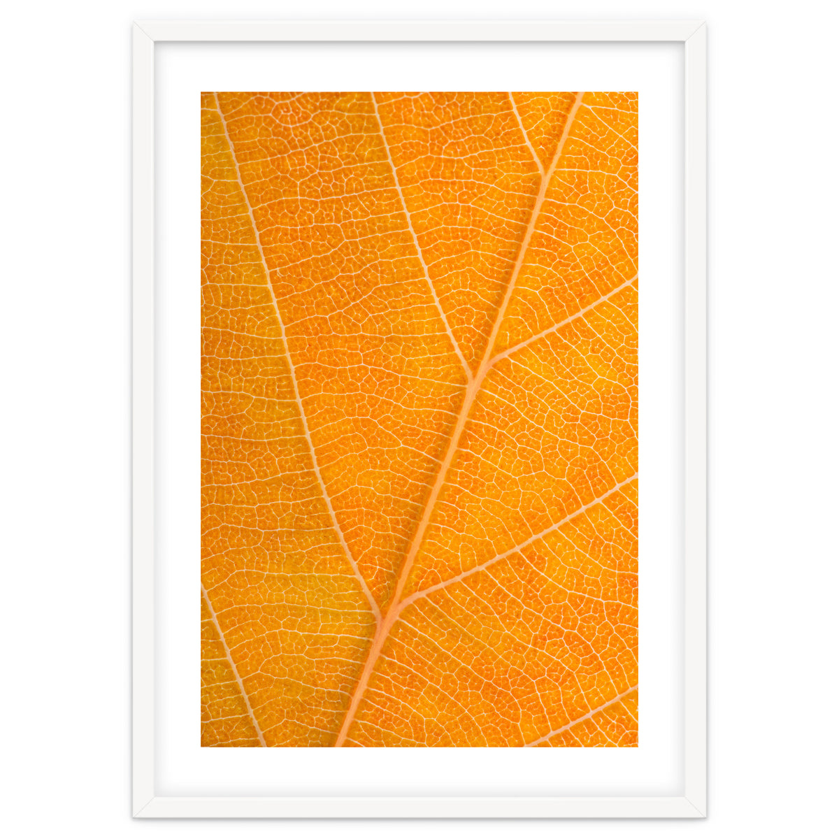 Autumn Leaf