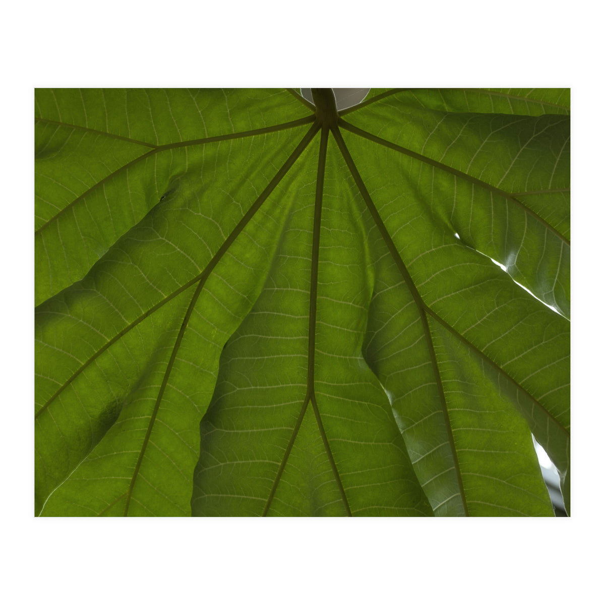 Hothouse (Print Only)