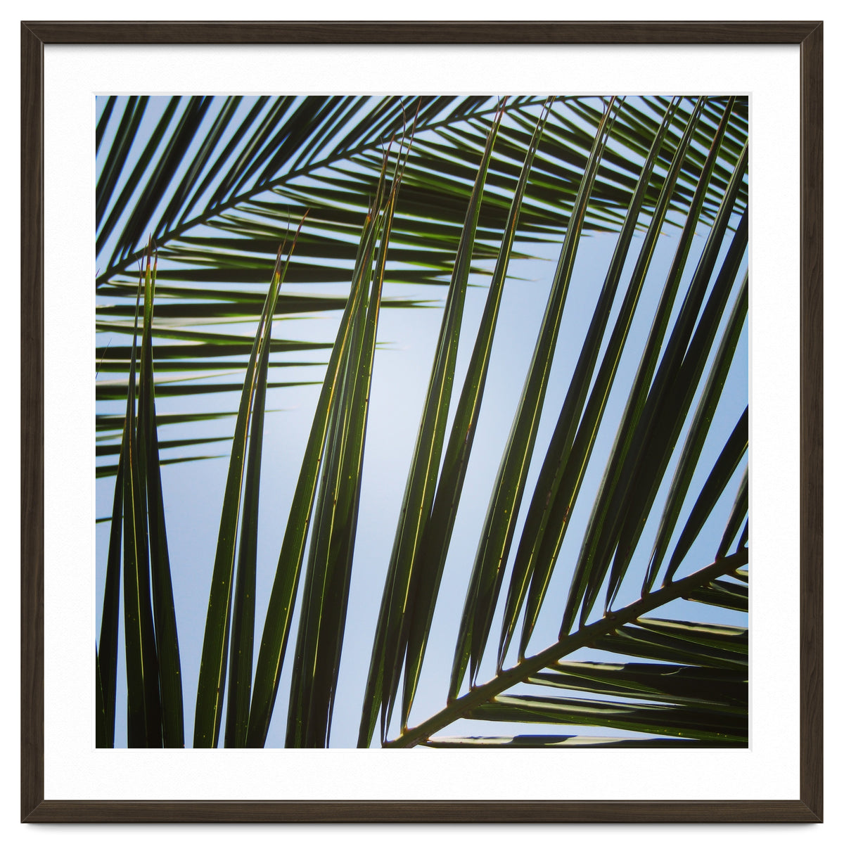 palm fronds