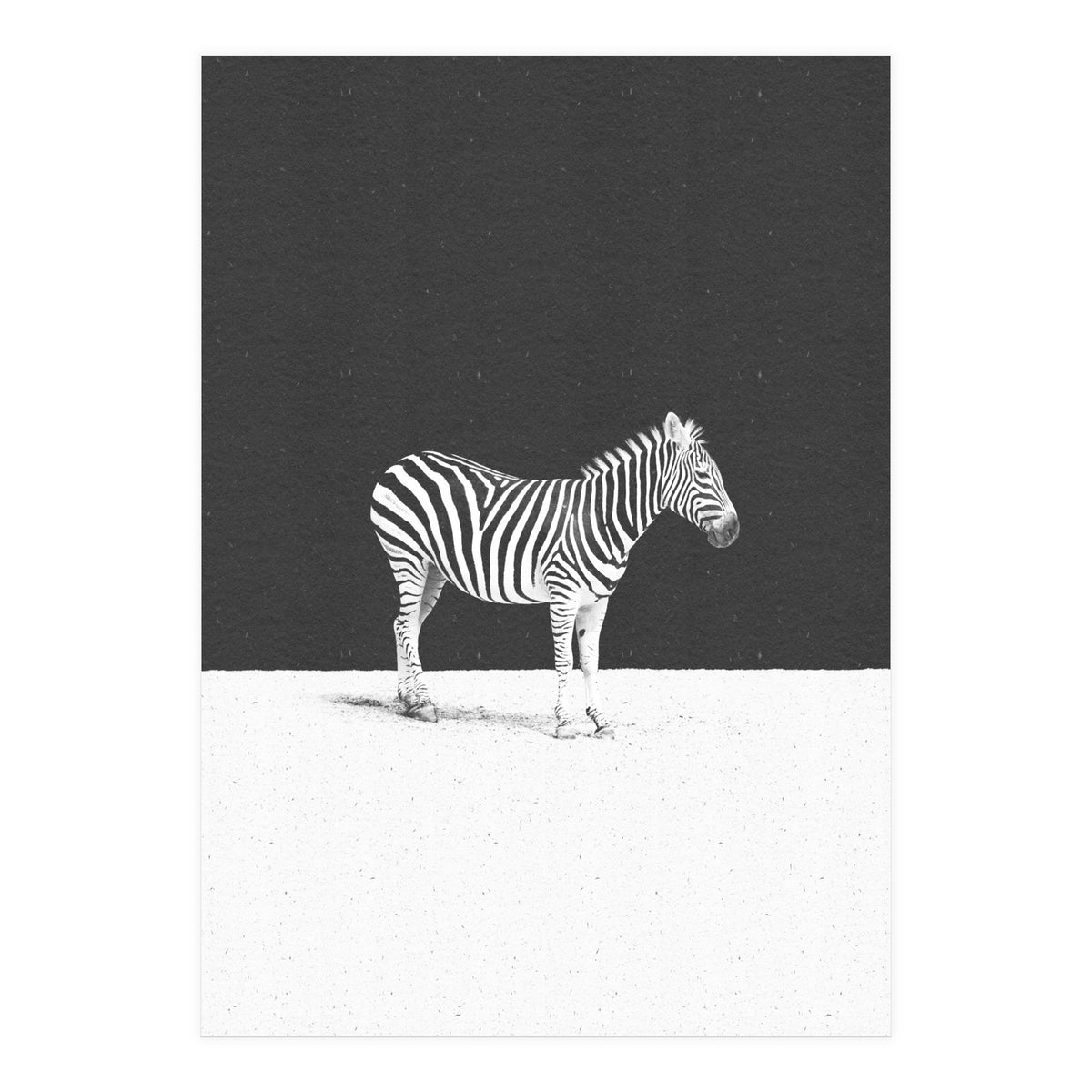 CAMOUFLAGE (Print Only)