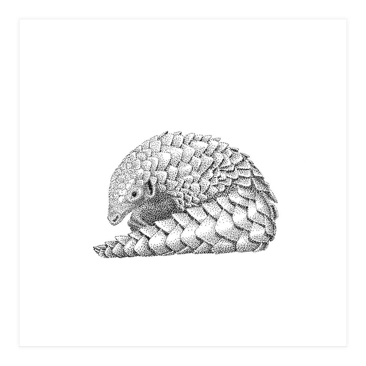 Pangolin (Print Only)