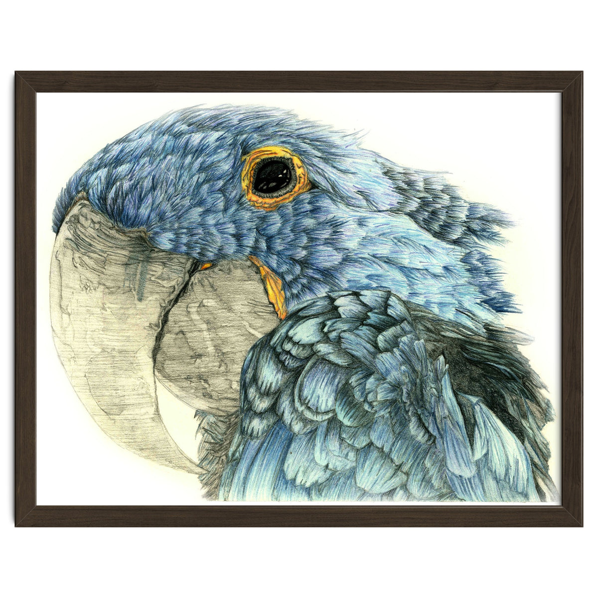 Blue Parrot