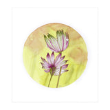 Circular Astrantia  (Print Only) thumbnail