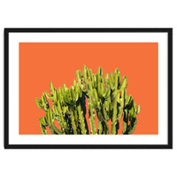 Bold Cactus