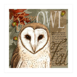 Barn Owl (Print Only) thumbnail