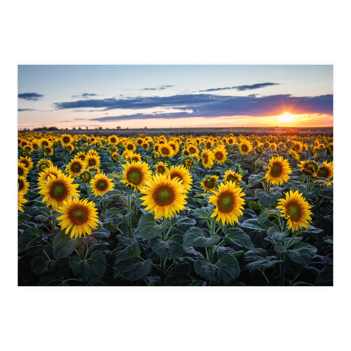 Sunflowersfield (Print Only)