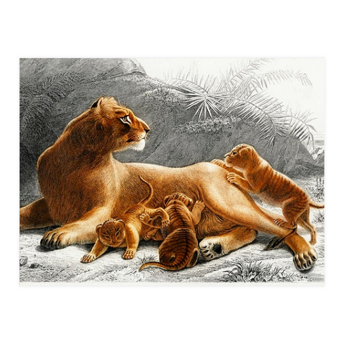 Fails Leo illustrated (Print Only)