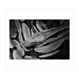 Snake (Print Only) thumbnail
