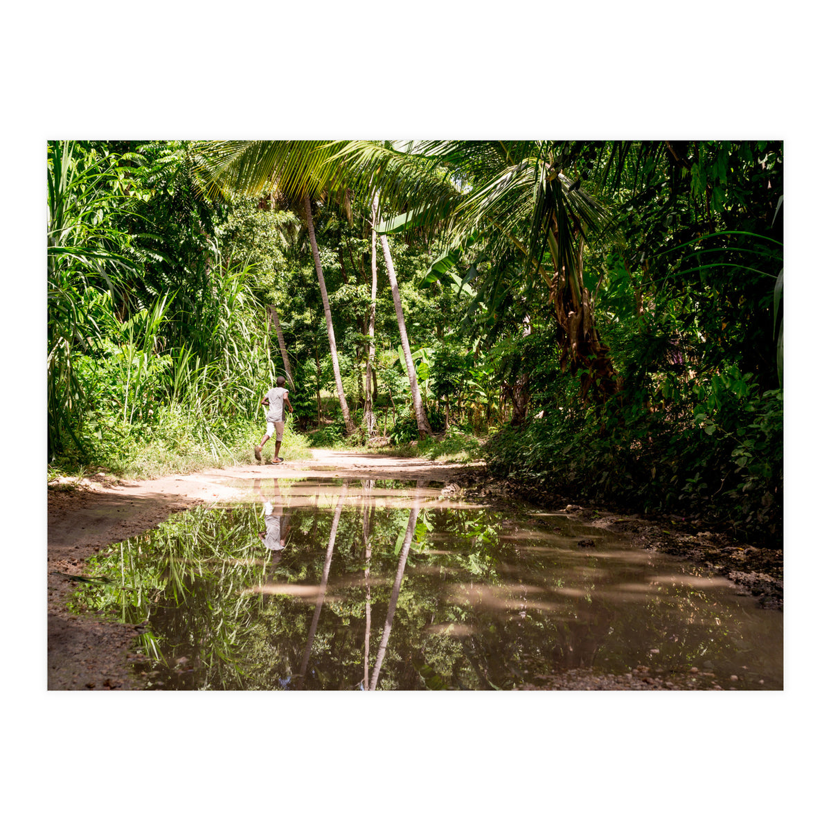 Haitian Bush (Print Only)