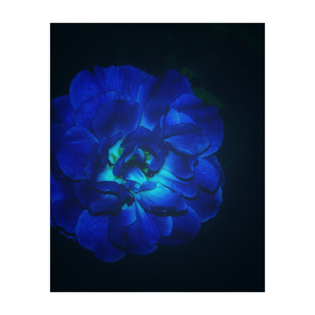 Lucky Blue Rose (Print Only)