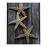 Starfishes in wooden (Print Only) thumbnail