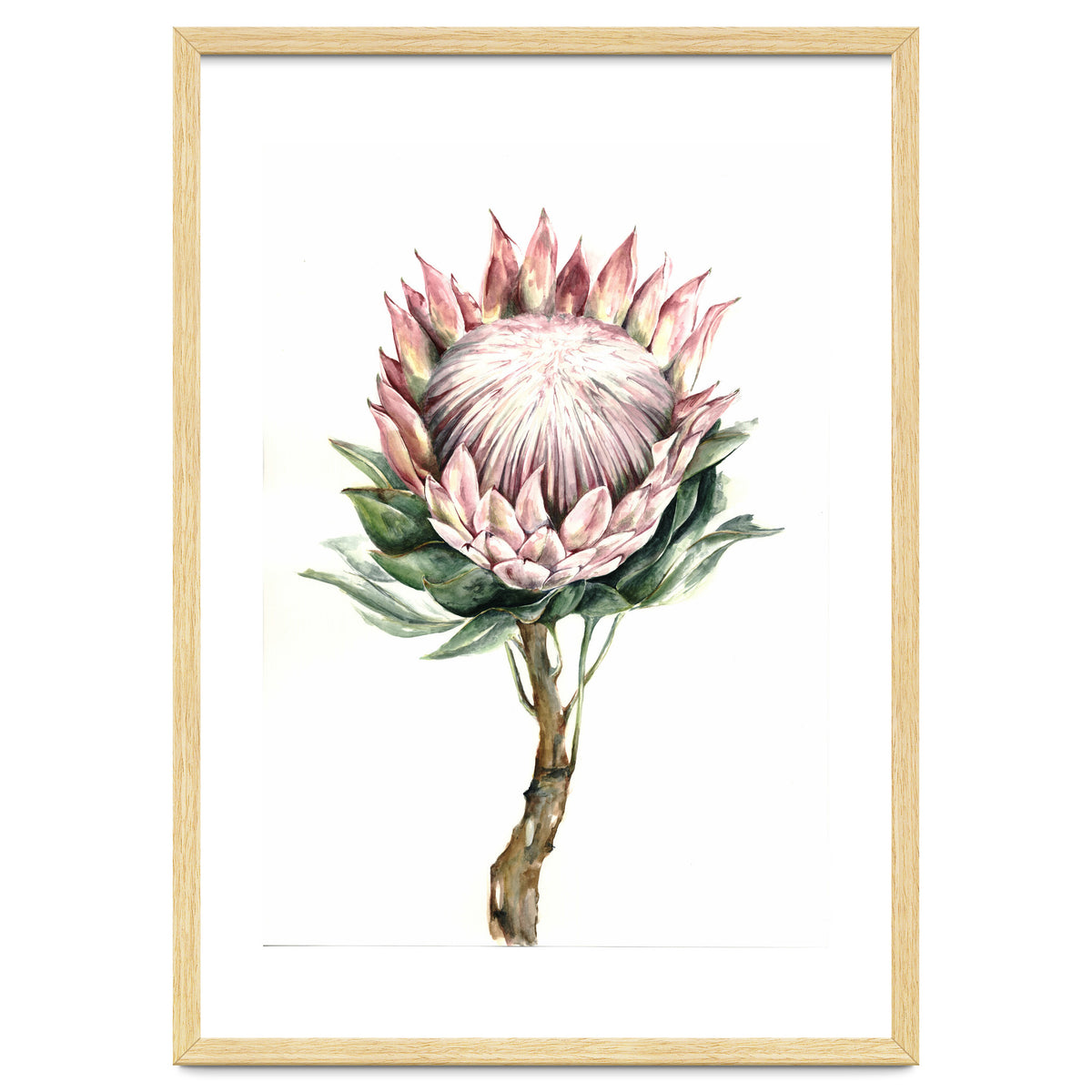 Protea