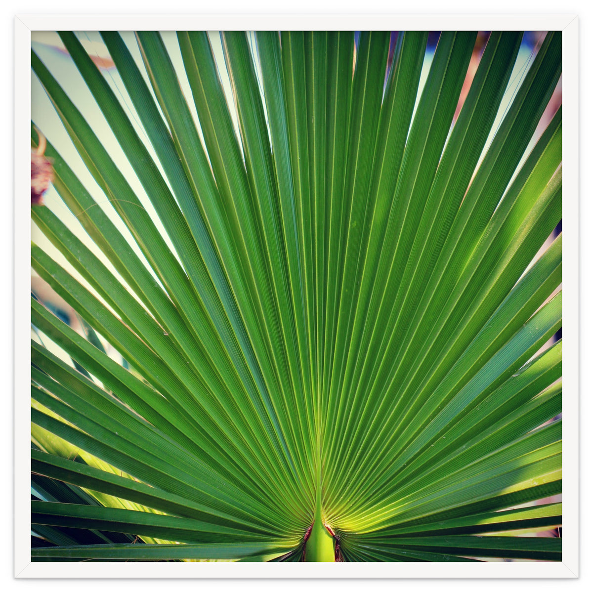 palm leaf