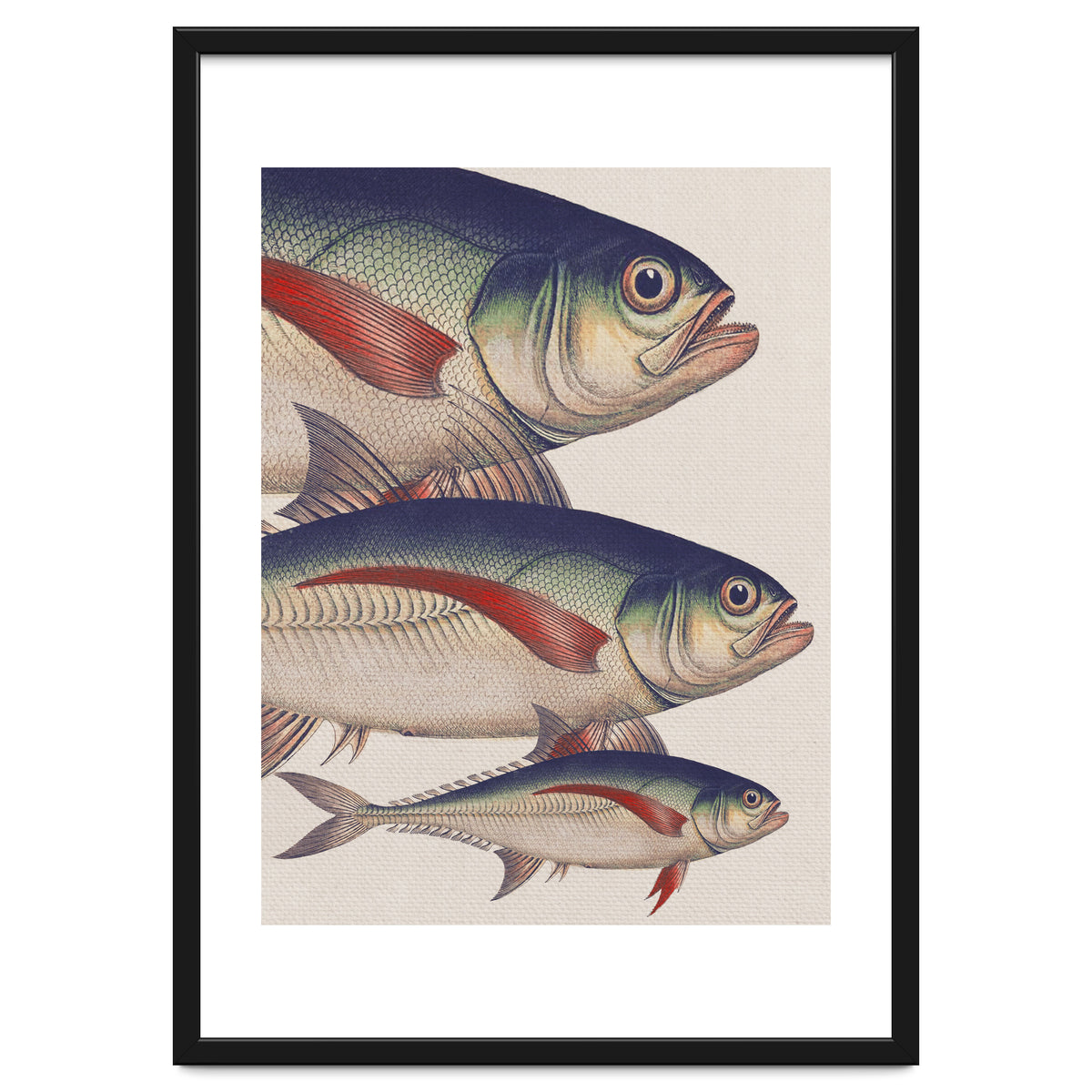 Fish Classic Designs 5