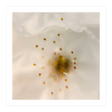 Milk Blossom (Print Only) thumbnail