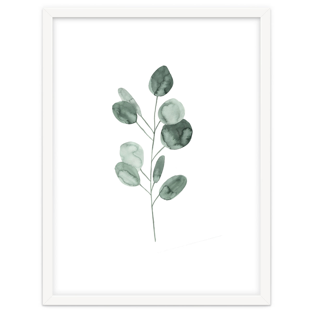 Botanical Illustration Eukalyptus2