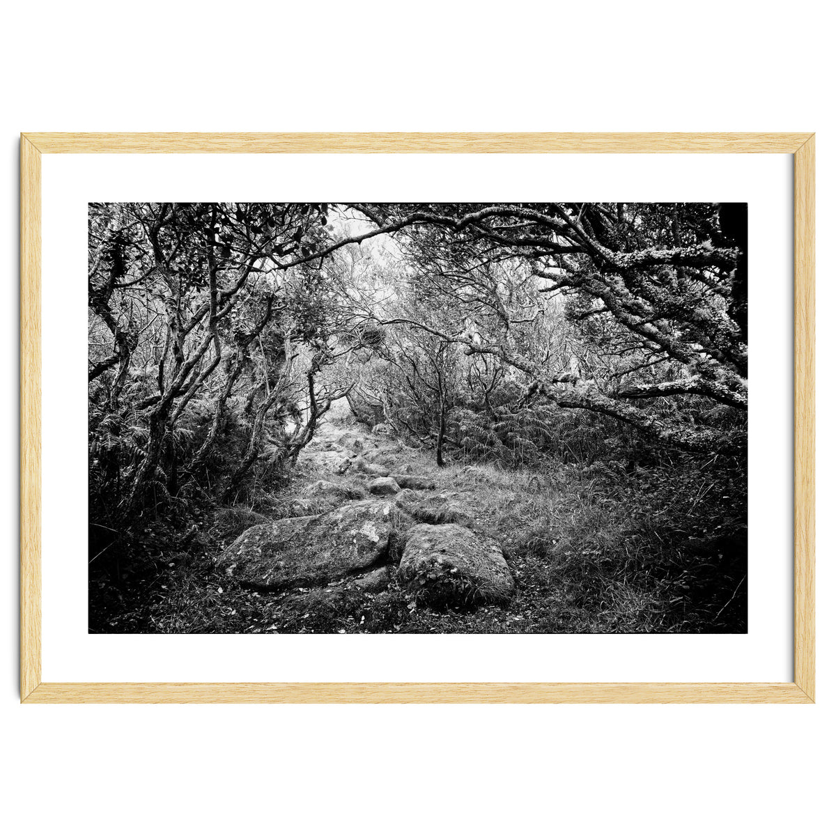 Undergrowth in black and white