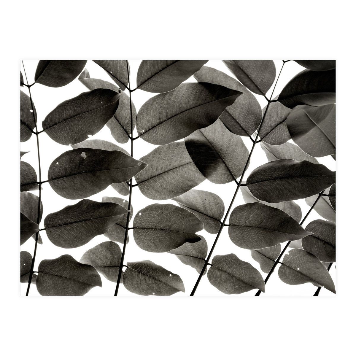 Branches and Leaves I (Print Only)