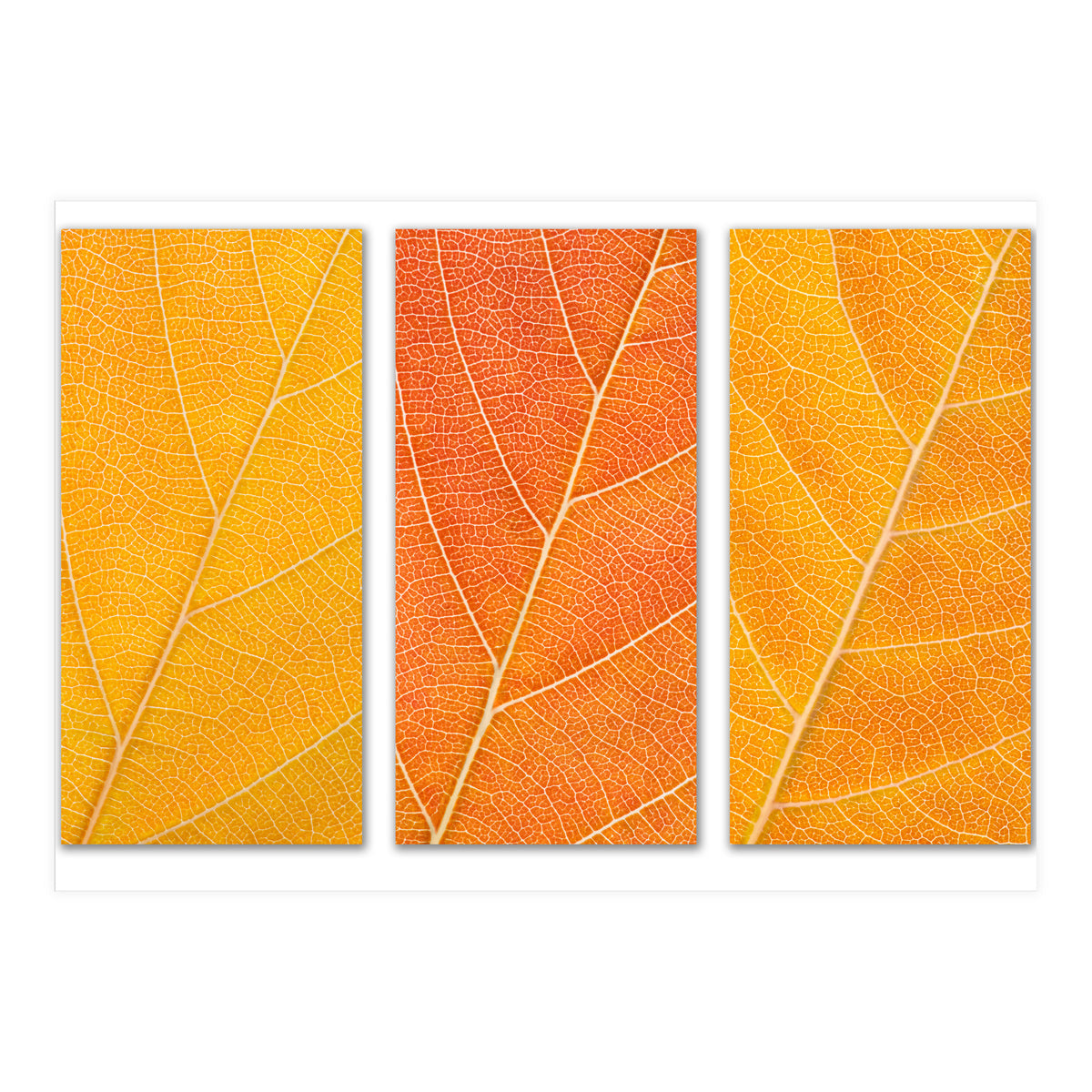 Autumn Leaves (Print Only)