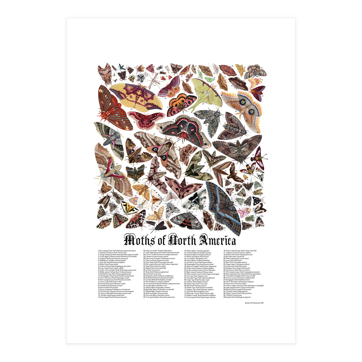 Moths of North America  (Print Only)