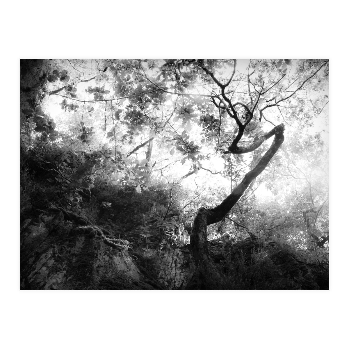 forgetting (Print Only)