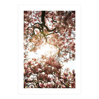 Magnolia tree (Print Only)