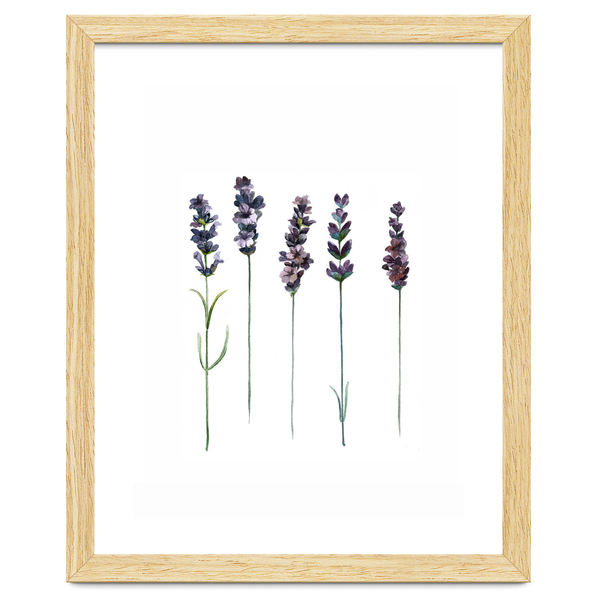 Botanical Illustration Lavender