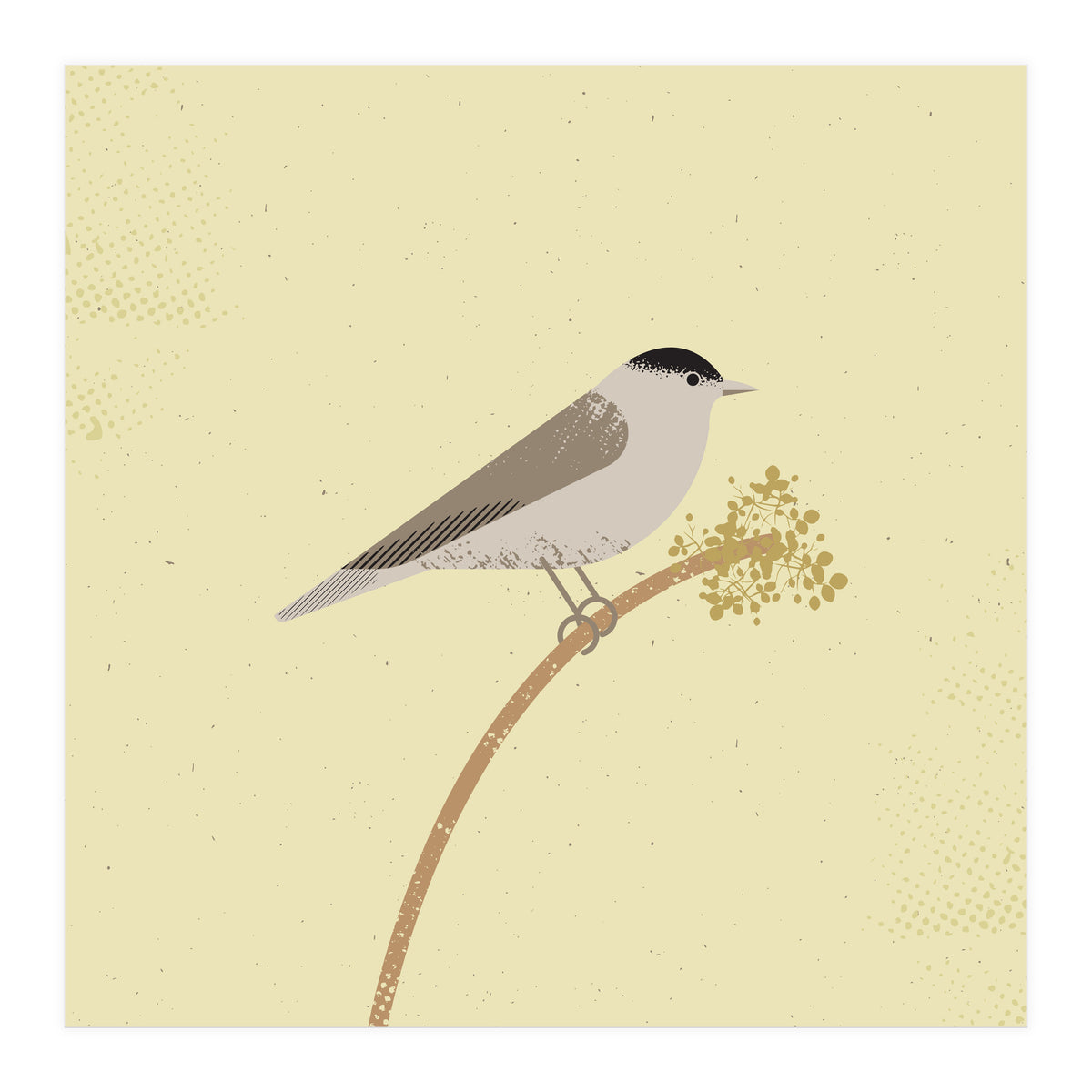 Blackcap  (Print Only)