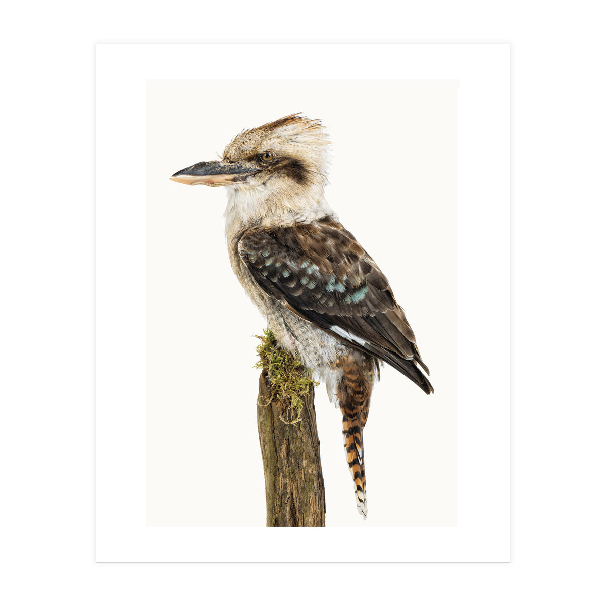 Cc Birds 08 (Print Only)