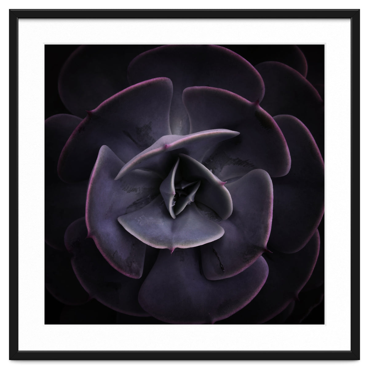 DARKSIDE OF SUCCULENTS VIII