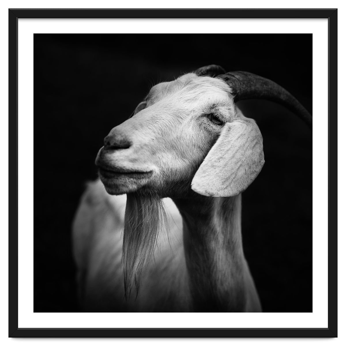 Billy Goat Adam
