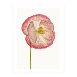 Cc Poppy 06 (Print Only) thumbnail
