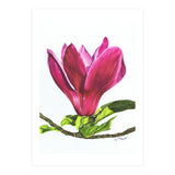Single Magnolia (Print Only) thumbnail