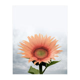 12 (Print Only) thumbnail