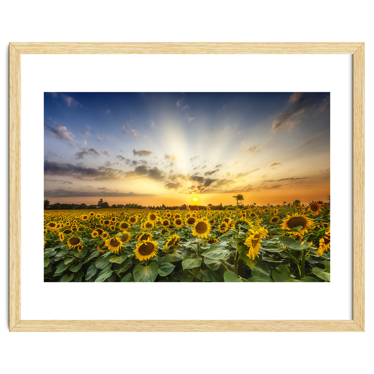 Sunflower field in the evening