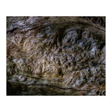 Burlwood pattern in tree  (Print Only) thumbnail