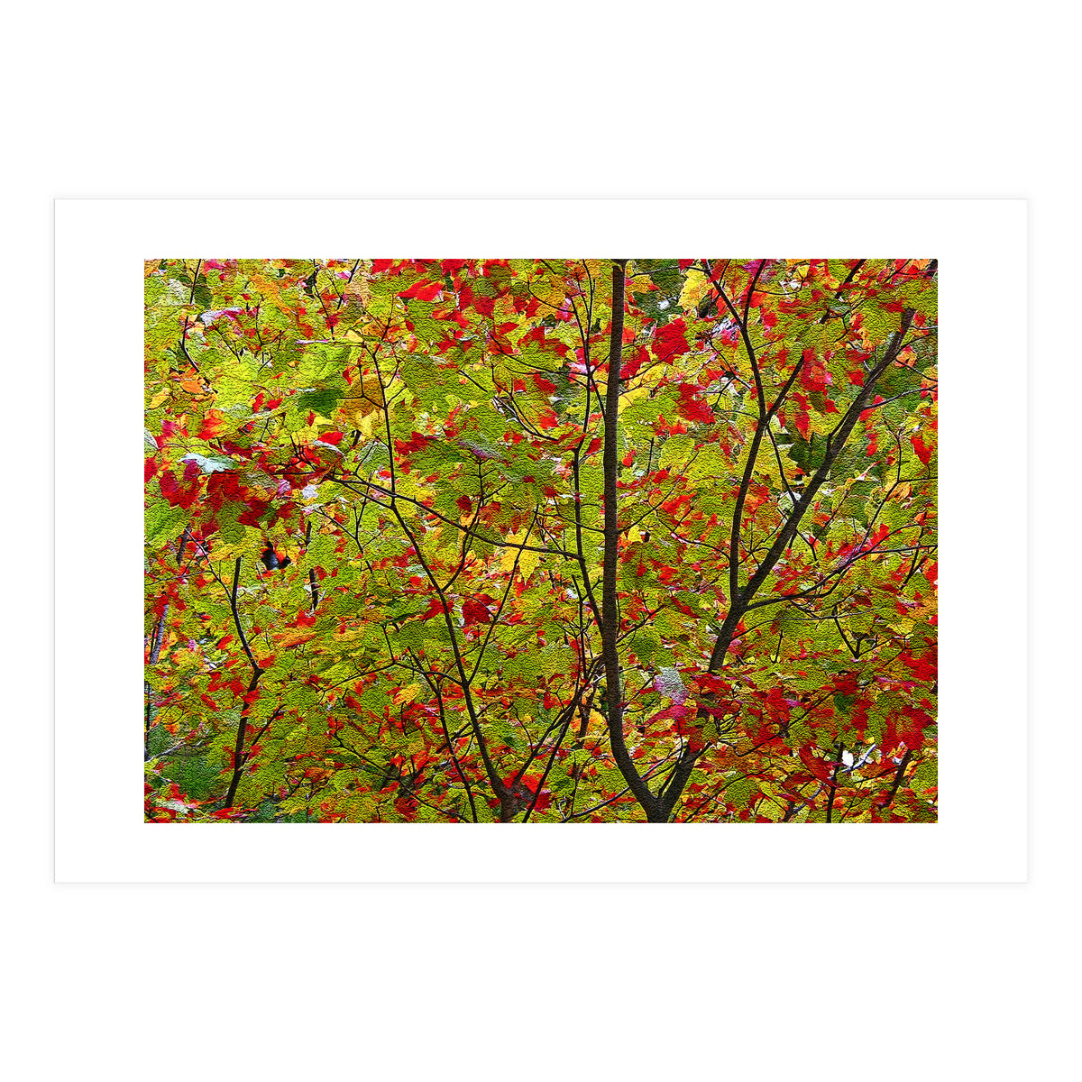 Indian Summer (Print Only)