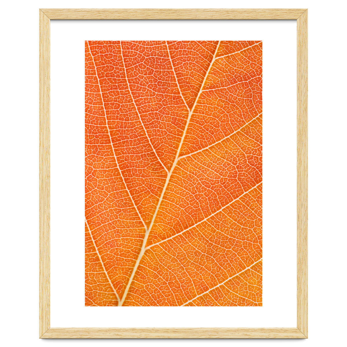 Autumn Leaf