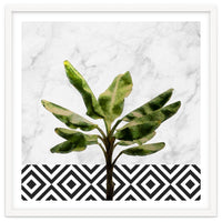 Banana Plant On White Marble And Checker Wall