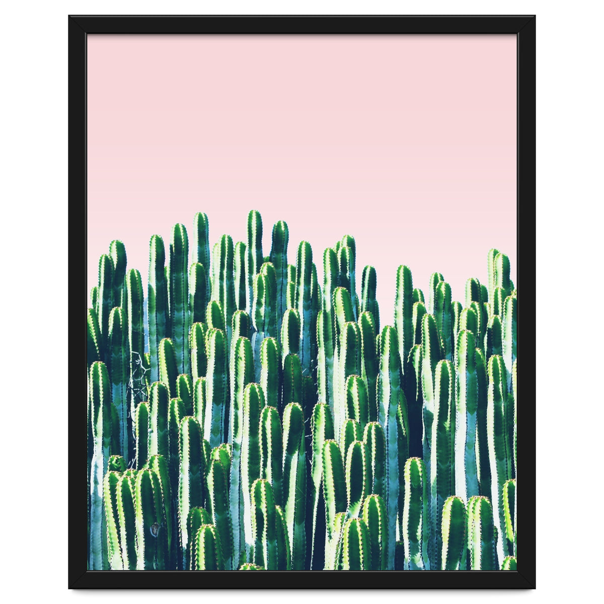 Cactus & Sunset II