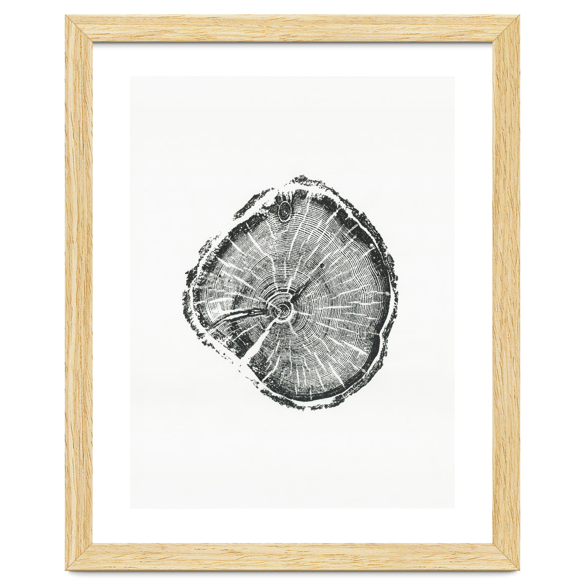 Tree Ring Print, Albion Basin, Utah, Pine Tree Print