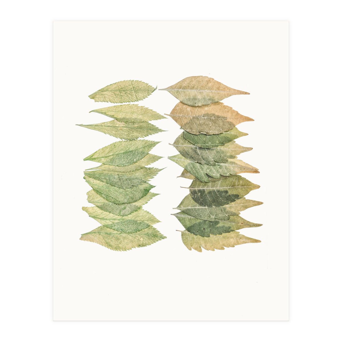 Cc Leaves 01 (Print Only)