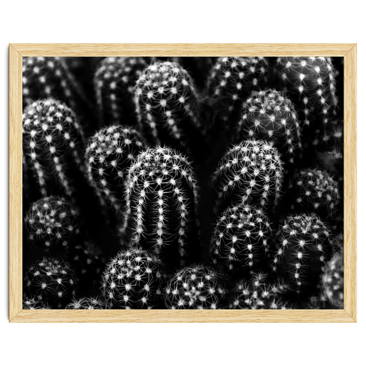 Cactus