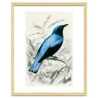 Square-tailed drongo illustrated