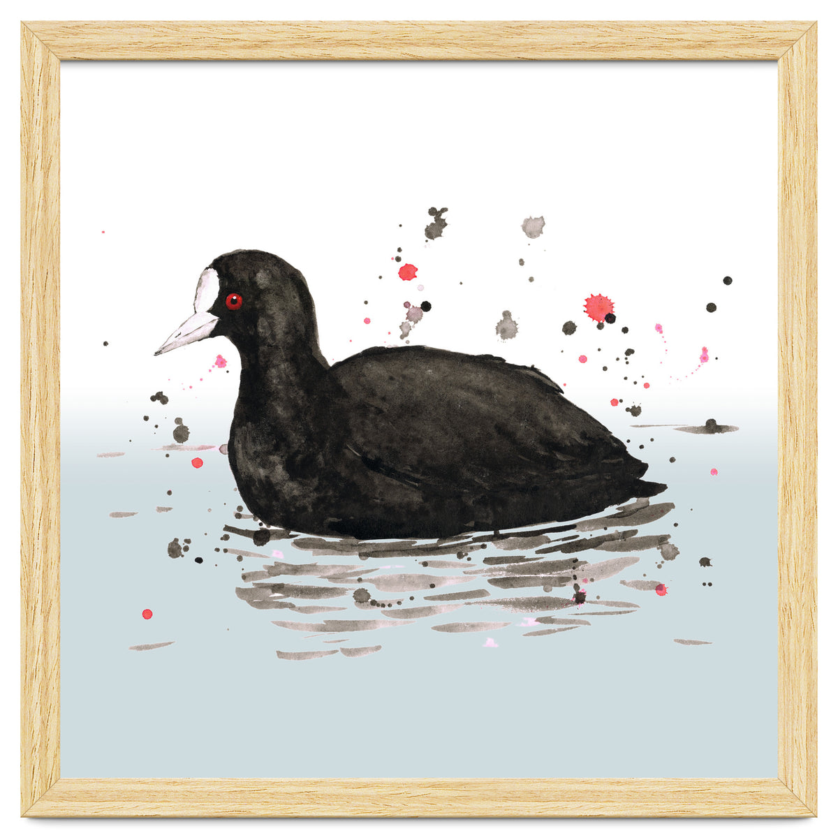 Common coot