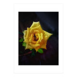 Yellow Flora (Print Only) thumbnail