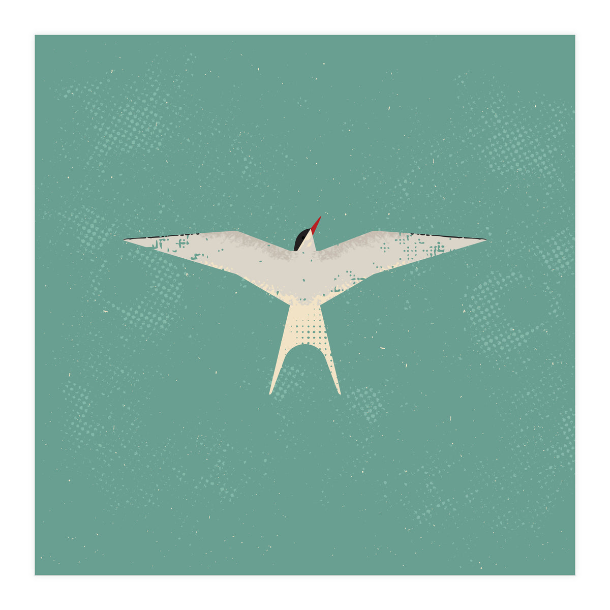 Arctic Tern (Print Only)