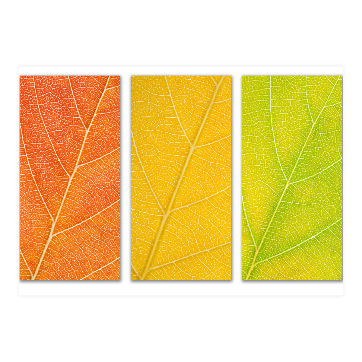 Autumn Leaves (Print Only)