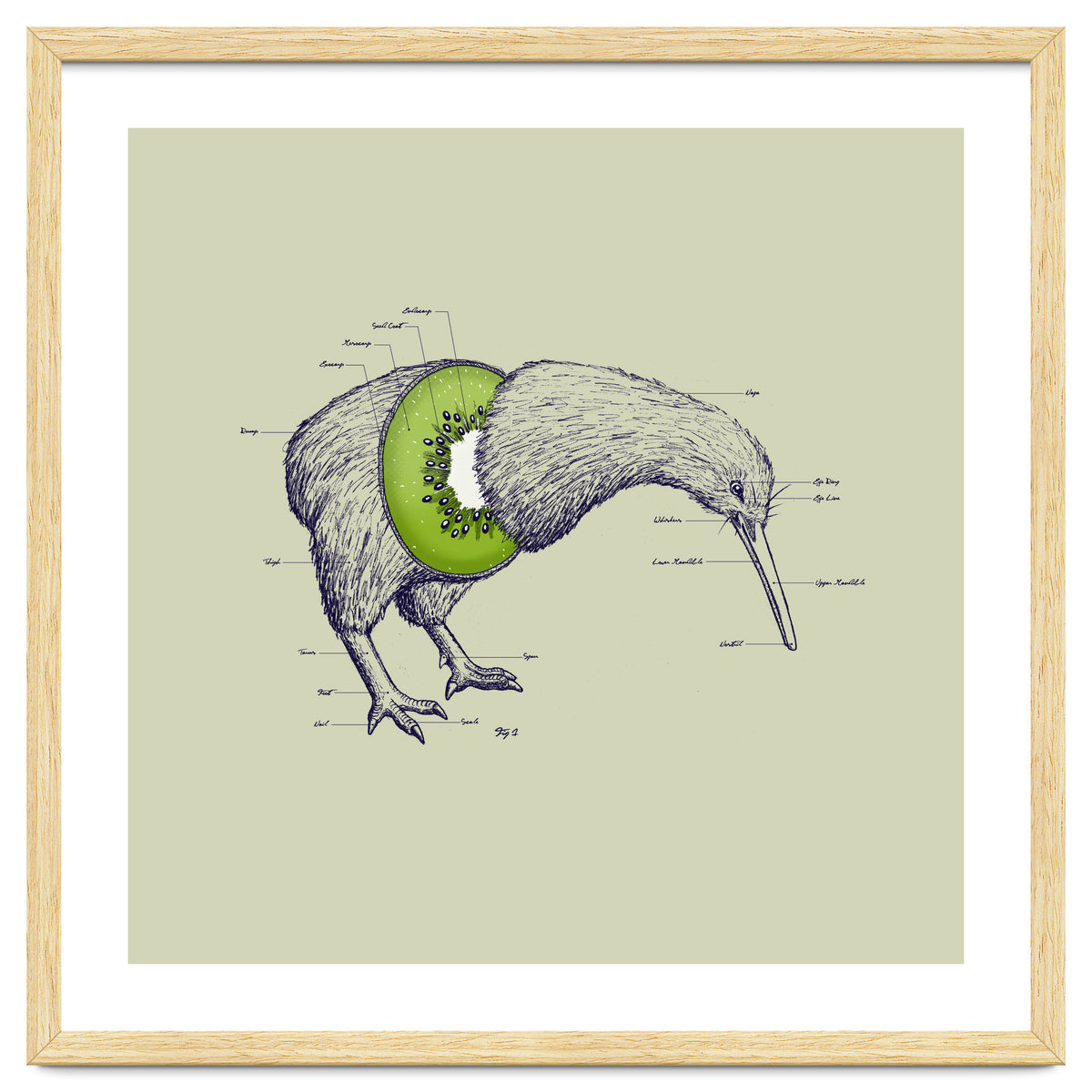 Kiwi Anatomy